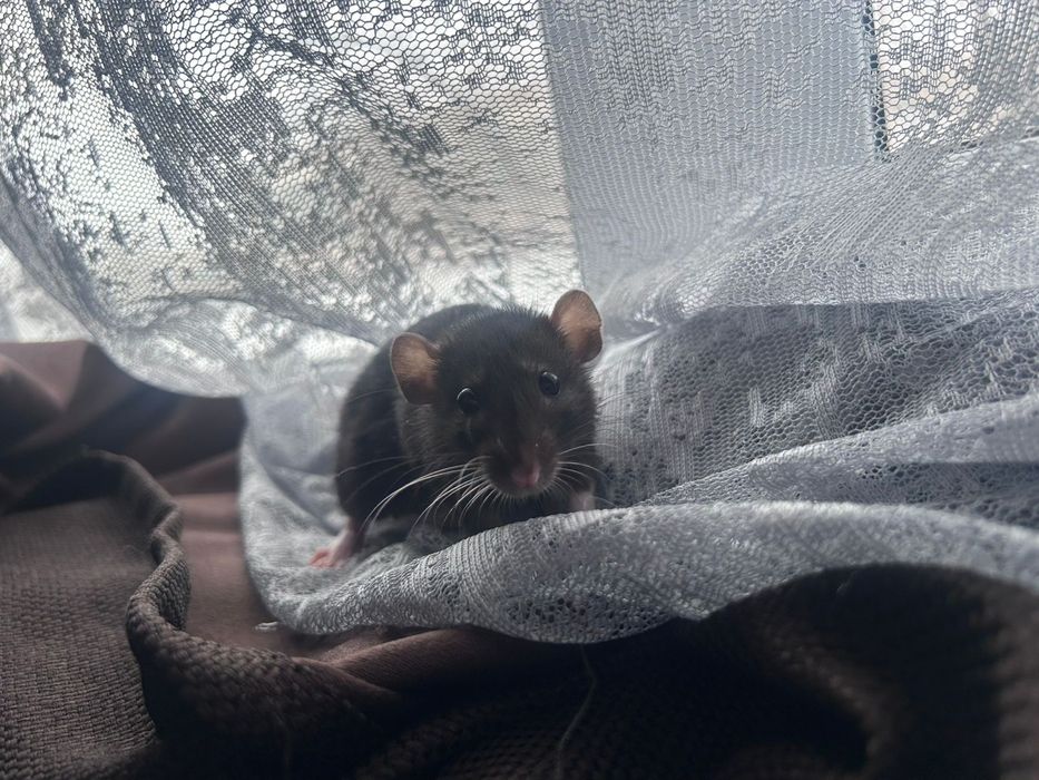 Ищем дом для крысы