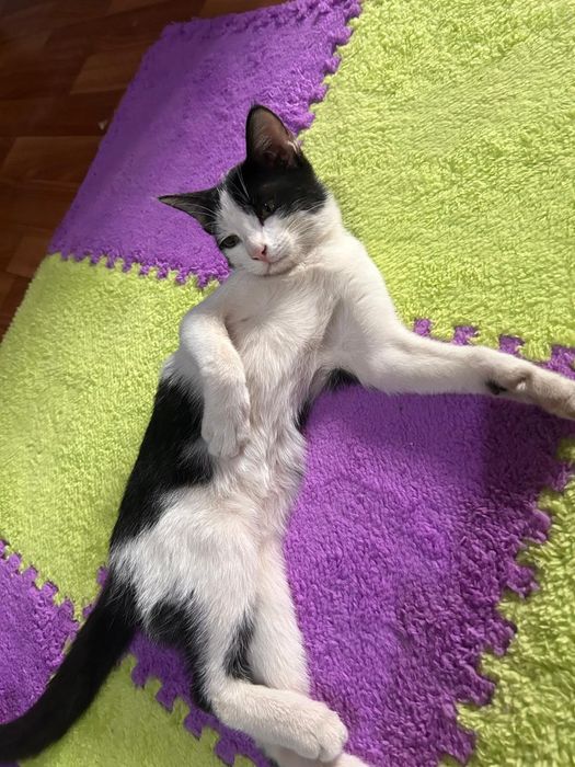 Котенок в добрые руки