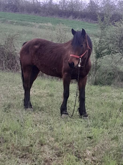 Vand iapa de lucru de 8 ani merge bn la caruta cumite,e blanda detali