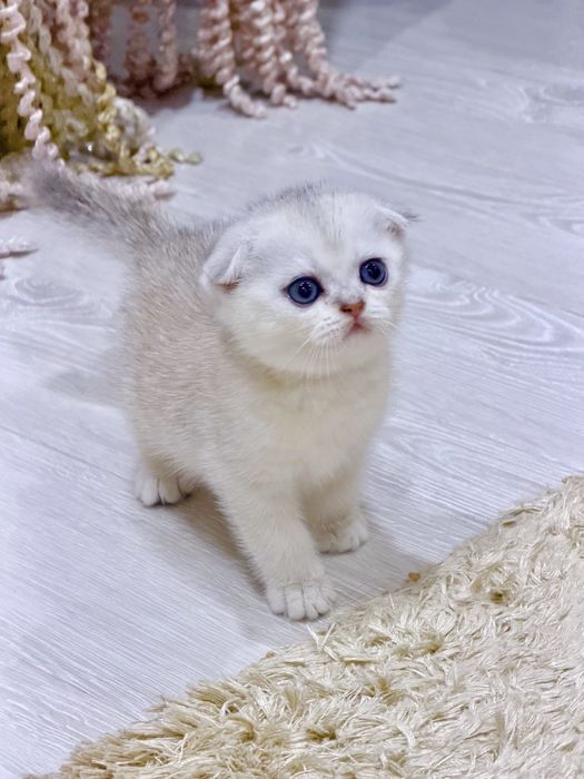 Шотланский Скоттиш Фолд! Колорная шиншилла!