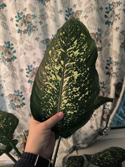 Диффенбахия. Цветы для вашего дома и офиса.