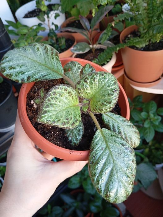 Продам комнатные растения