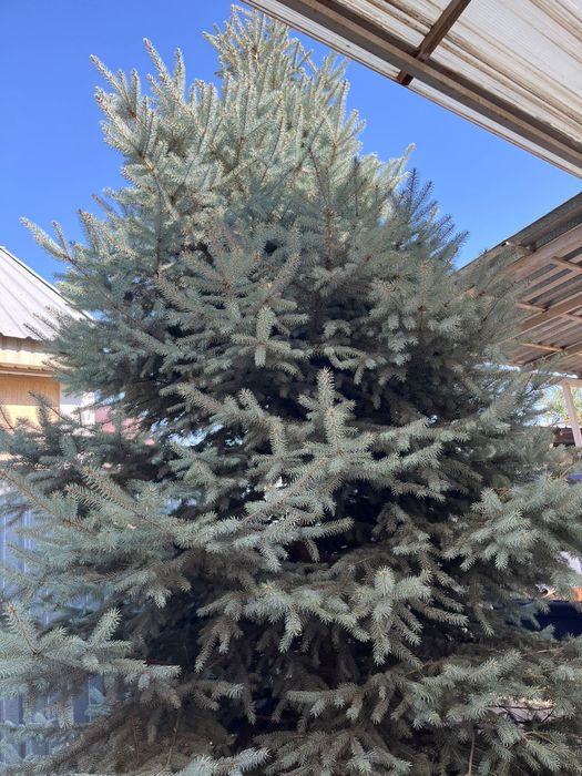 Продам голубую ель