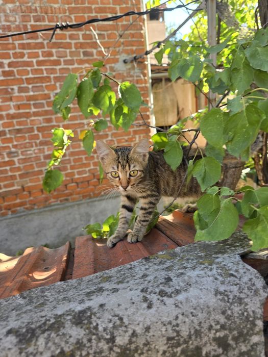 Подарявам женска котка на 4-5 месеца