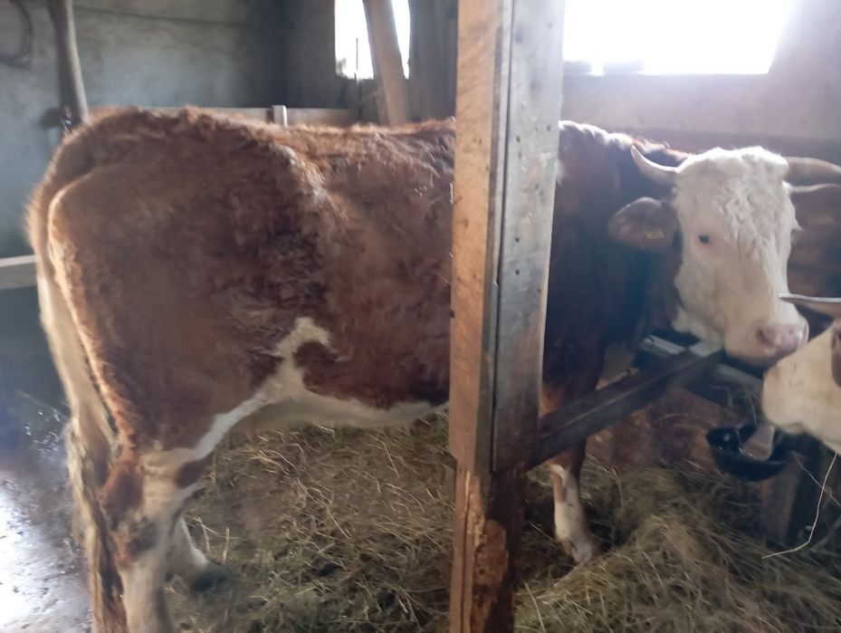 Vacă bălțată românească de vinzare