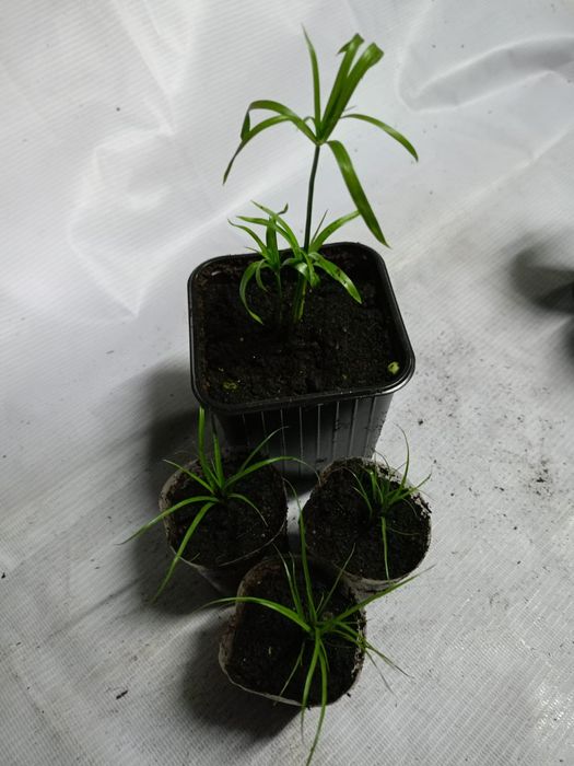 Продам цветы комнатные