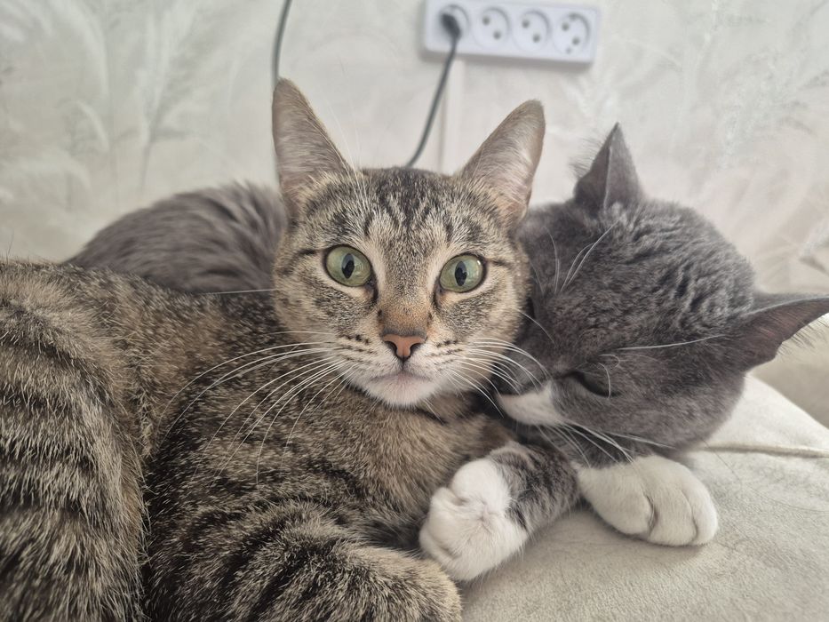 Кошка в добрые руки
