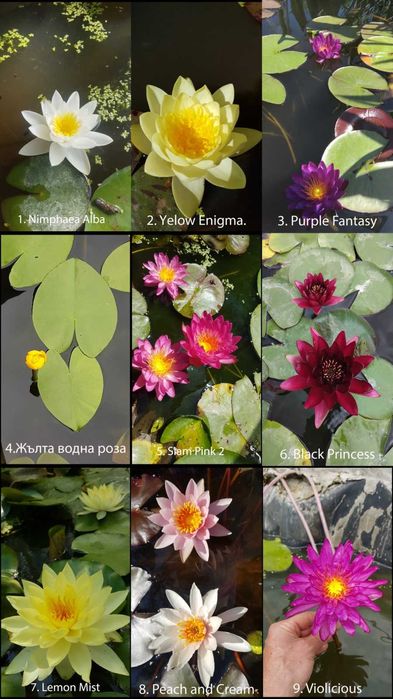 Продавам водни  лилии и езерни растения.