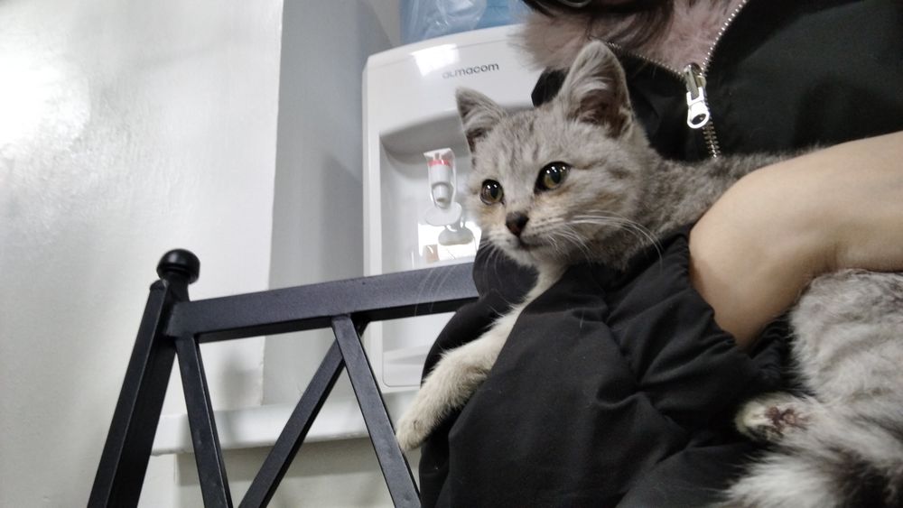 Котёнок девочка в хорошие руки