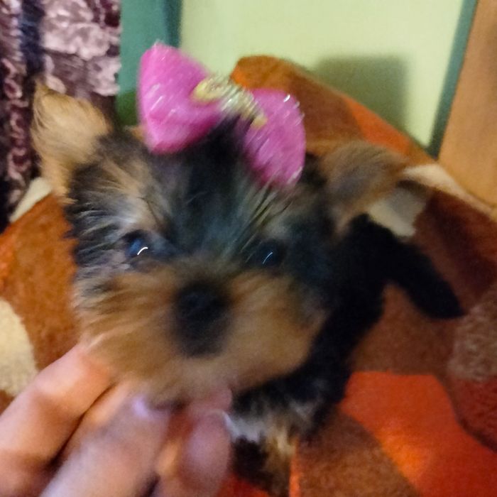 Продам щенков породы йоркширский терьер