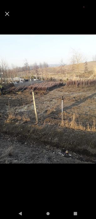 Puieți salcâm frasin fag carpen ulm plop mesteacăn brad molid Tei arin