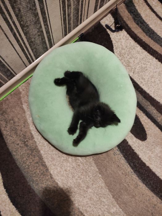 Ищу любящий дом для котёнка