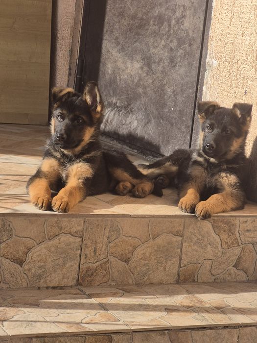 Щенки немецкой овчарки