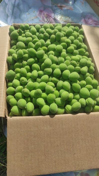 Довча ва куксултон хомиладорла ун