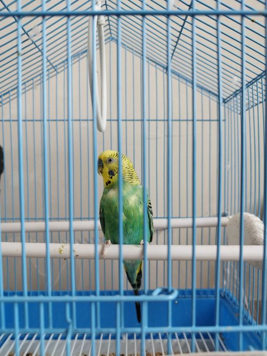 Волнистый попугай с клеткой