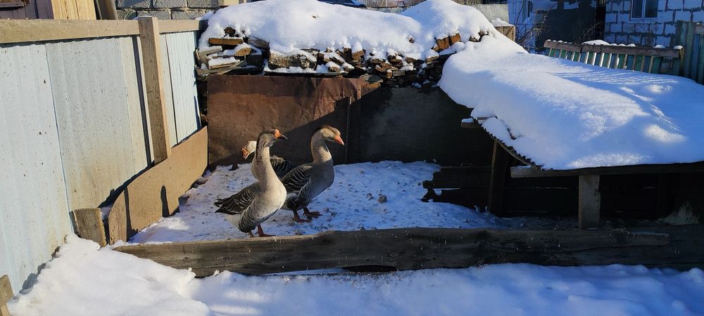 Продам домашних гусей