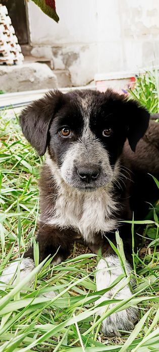 Щенки метисы бесплатно Алматы