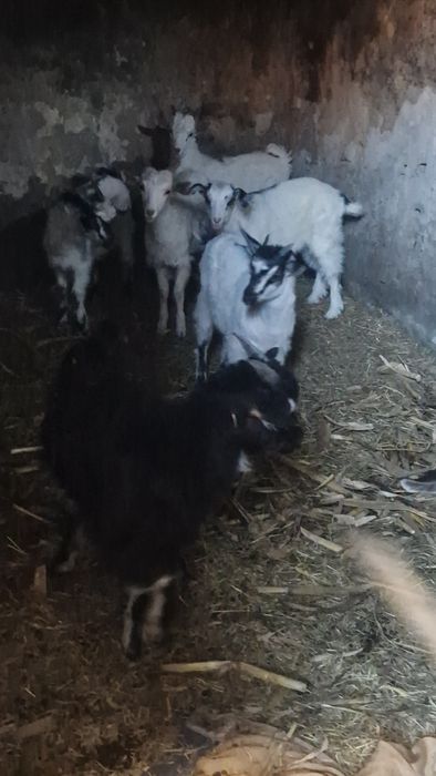 Iezii  albi , negrii