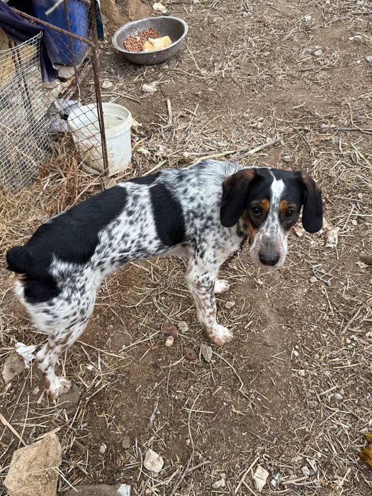 Продам собаку домашний охотничий