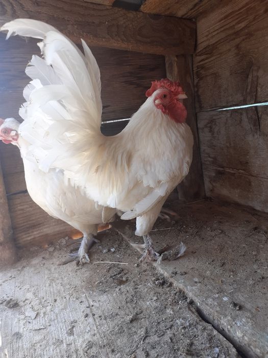 2perechi gaini tinere