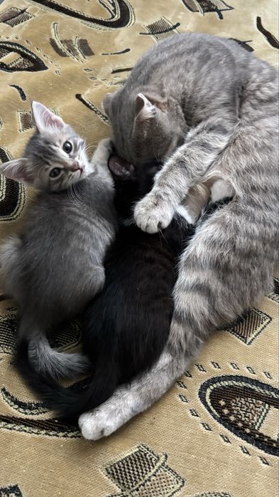 Котята мальчики и девочка. 30го будет 2 месяца.