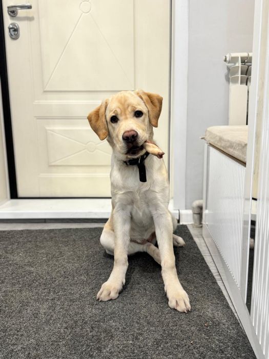 Лабрадор-ретривер щенок