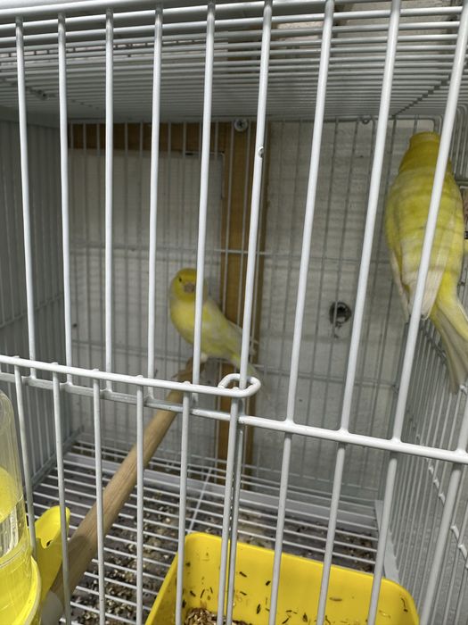 На продажу самец 2024 года