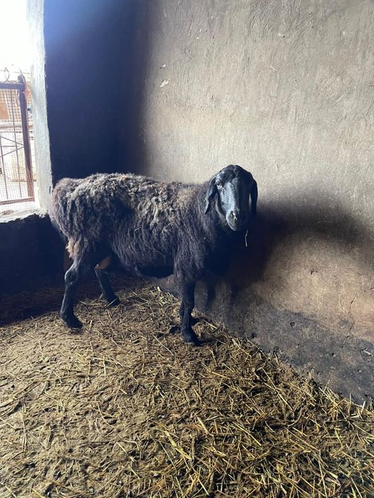 Қозылы қойлар сатылады!