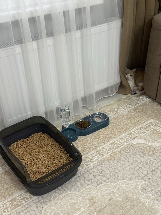 Котёнок (мальчик)