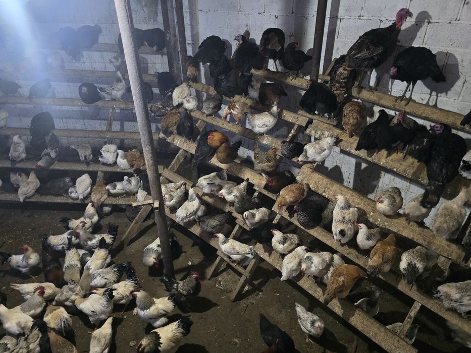 Тауықтар сатылады