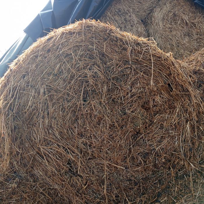 Vând baloți trifoi roșu fan lucerna