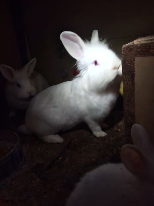 Pereche de iepurasi cap de leu