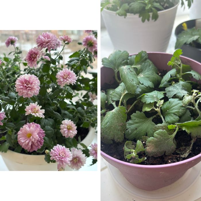 Хризантема. Комнатные цветы.