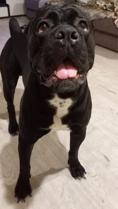 Кане корсо вязка