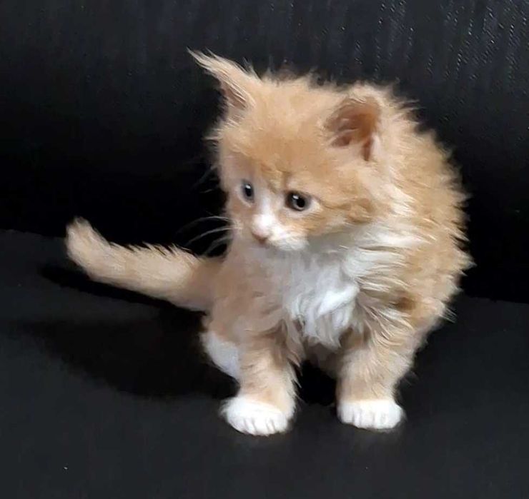 Felisa WCF-rasa Maine Coon-Pedigree-Timisoara