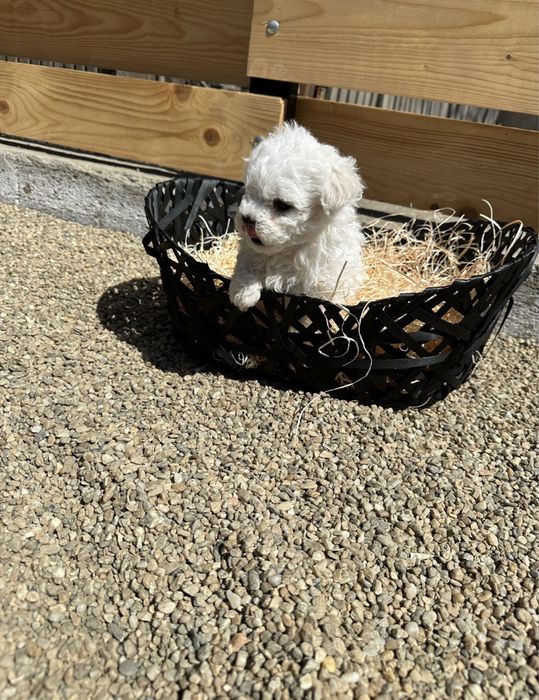 puiuț bichon mini toy