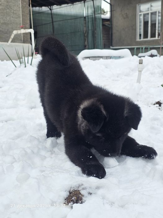 Щенки Американской Акиты