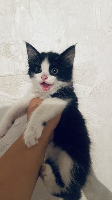 Котёнок 3 месяц бесплатно