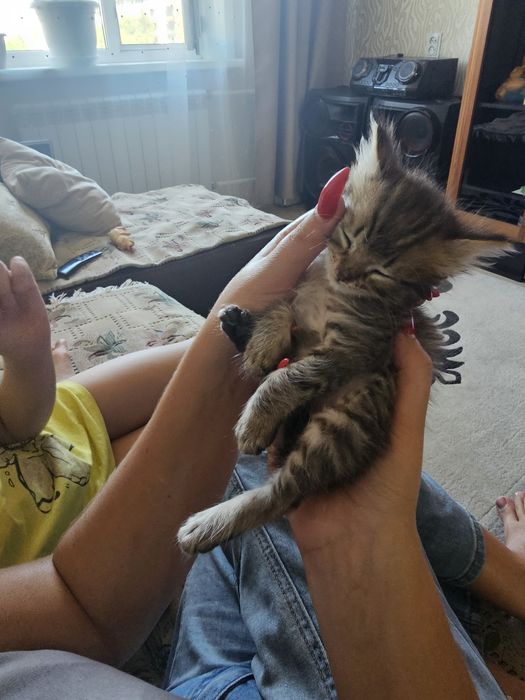 Красивый котёнок мальчик.