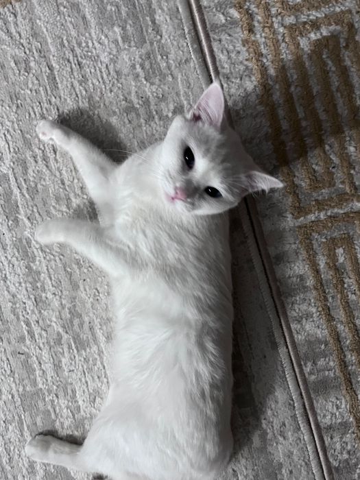 Белая королевская кошка