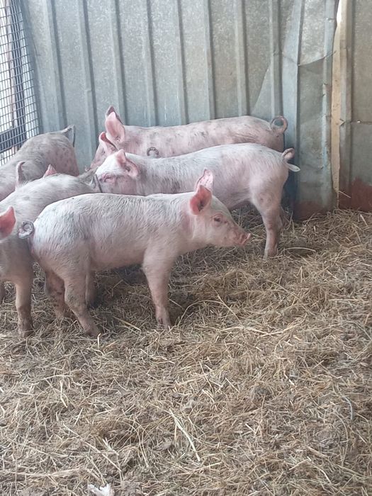 Продам поросят 1’5 мес