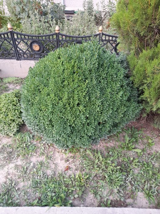 2та китобли арча 5та 12йилли  шамшод тезли б.н сотилади