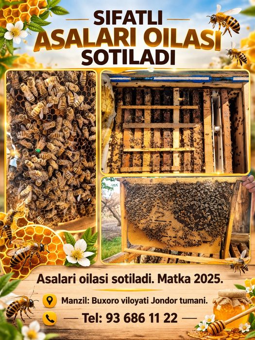 Asalari oilasi sotiladi