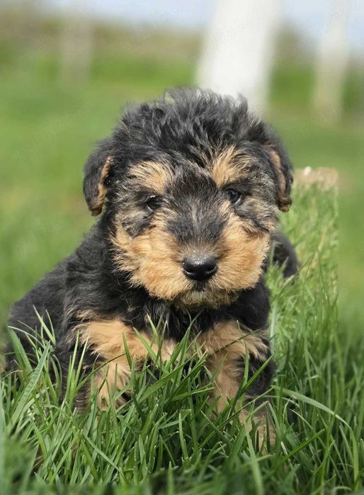 Catel Yorkshire Terrier