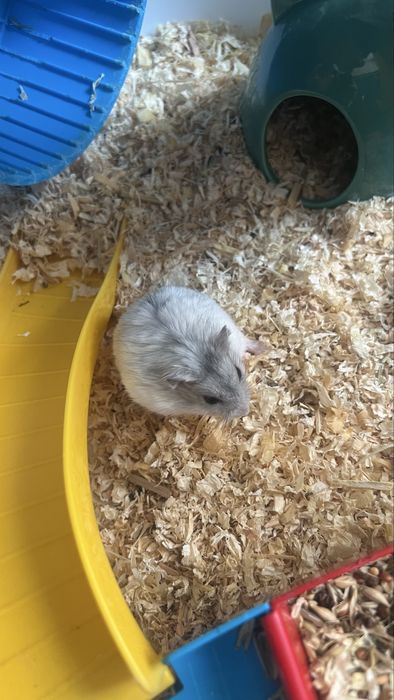 Cusca Hamster Circ + Hamster Pitic Alb