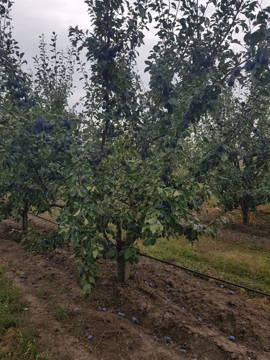Prume Stanley pentu țuică 0747811251
