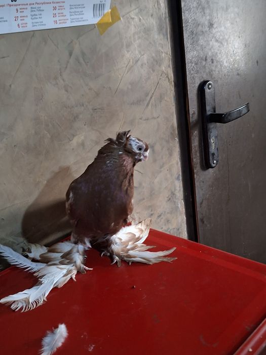 Голуби голуби голуби