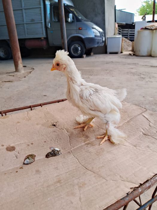 Продам цыплят карлик японский