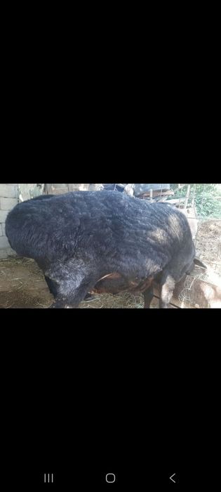 Сау кой буаз денсау