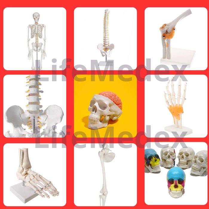 Анатомические Муляжи и Медтехники, Mulyaj va Medtexnikalar
